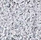 Delica 11/0 Beads - db0231 - Lined Crystal/White Luster 5.2g
