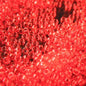 Miyuki Seed Beads 15/0 mb15-0140 - Transparent Red Orange