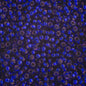 Miyuki Seed Beads 6/0 mb6-1427 - Dyed Silverlined Dark Violet